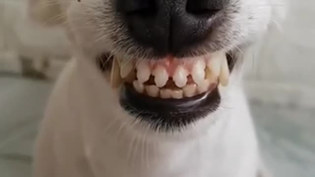 Funny Laughing Dog With Fake Teeth