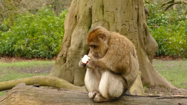 Monkey eating the Apple🍎🍏🍎🍏