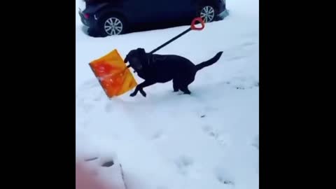 Dog has fun in the snow