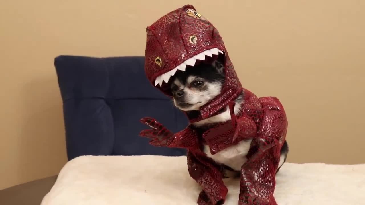 More Halloween Dog Costumes