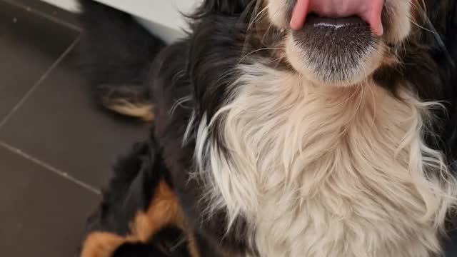 How fast can this Bernese Mountain Dog eat a piece of cheese