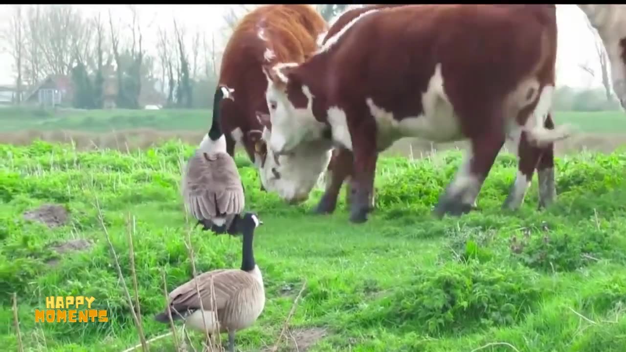 Funniest animal clips!