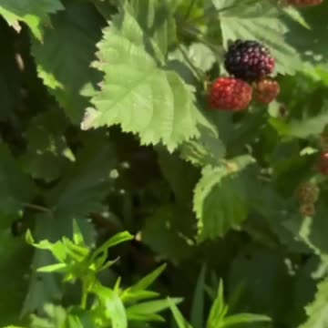 How to tell when blackberry are ripe