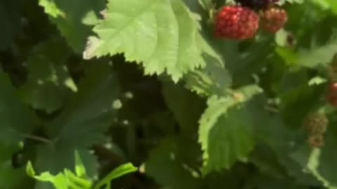How to tell when blackberry are ripe