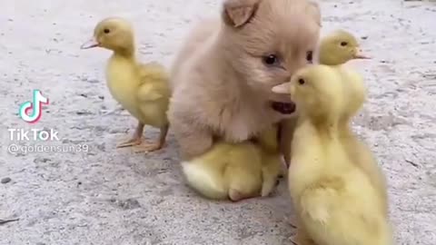 Cute & Funny Animals❤️❤️❤️🥰🥰🥰🥰 t🥰🥰🥰🥰🥰🥰🥰