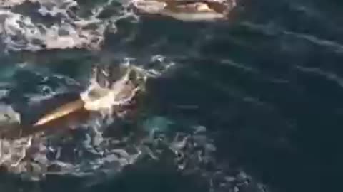 Humpbacks Love Early Morning Play