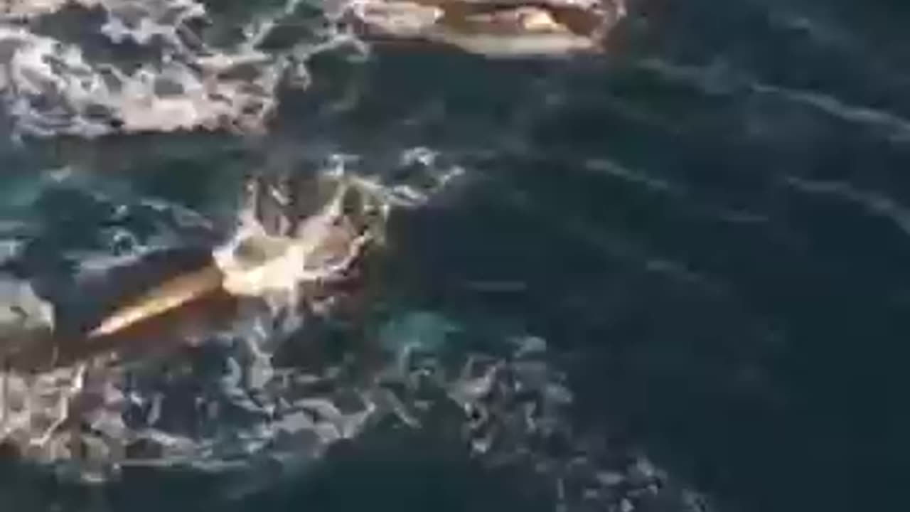 Humpbacks Love Early Morning Play