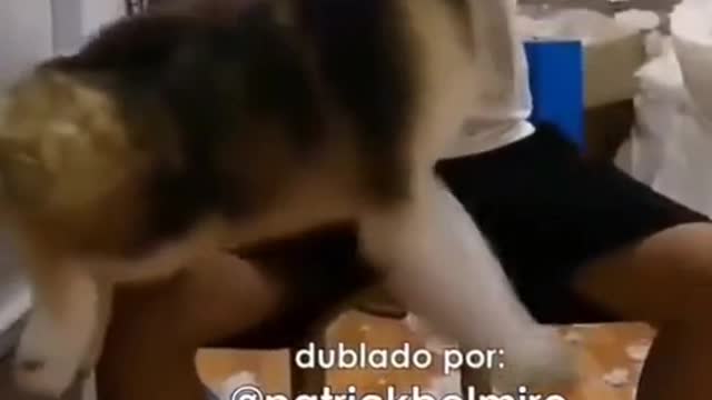 #DUBLALGATOS #GATOS #ENGRAÇADOS