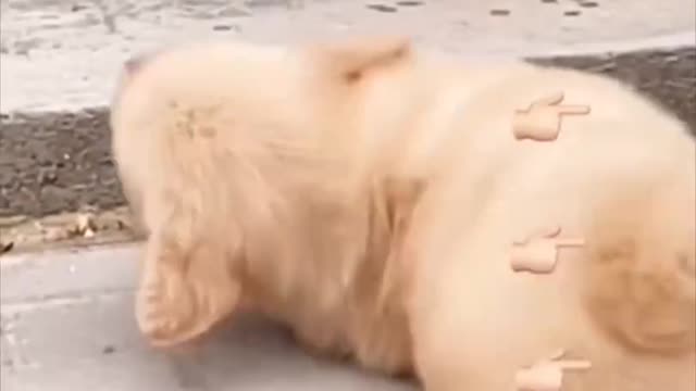 Try not to Laugh- Dogs are really Amazing