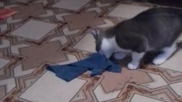 cat helps the cleaner