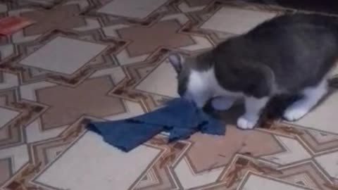 cat helps the cleaner