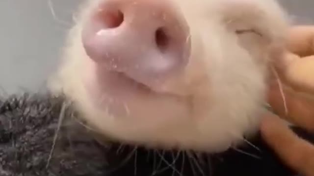 The Funniest Animals You Have Ever Seen! Watch This! You Won't Regret It!