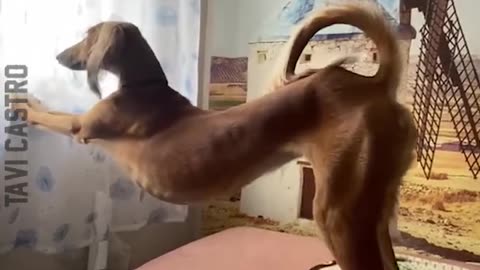 🤣🤣🤣 Funny cat comedy 🤣😂🤣