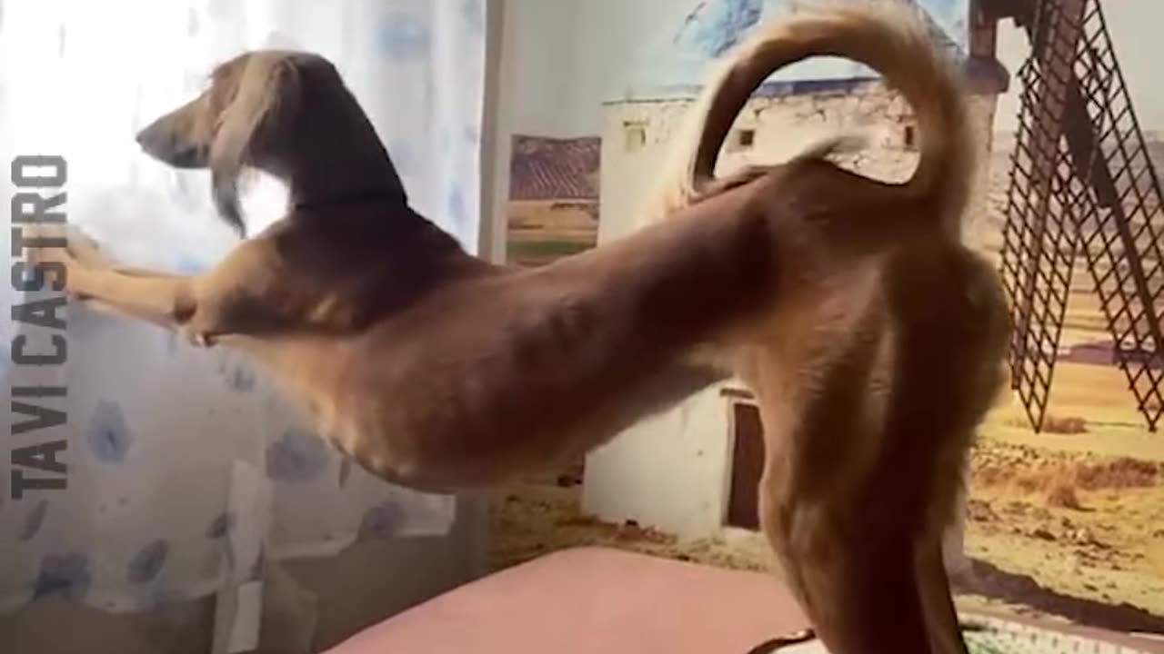 🤣🤣🤣 Funny cat comedy 🤣😂🤣