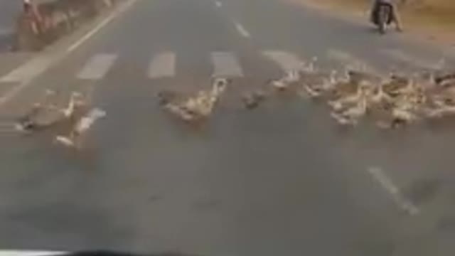 Duck Army - Quak Quak Quak... Any traffic rule for the Duck