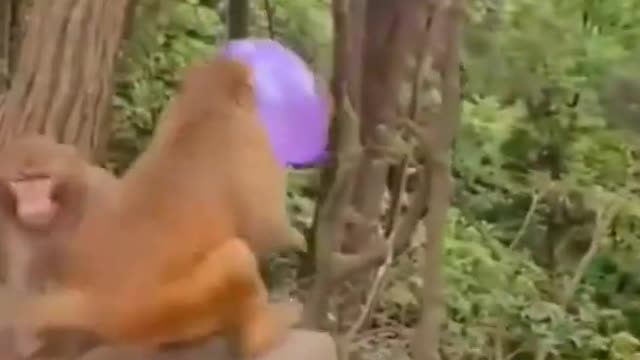 Funny Monkey videos