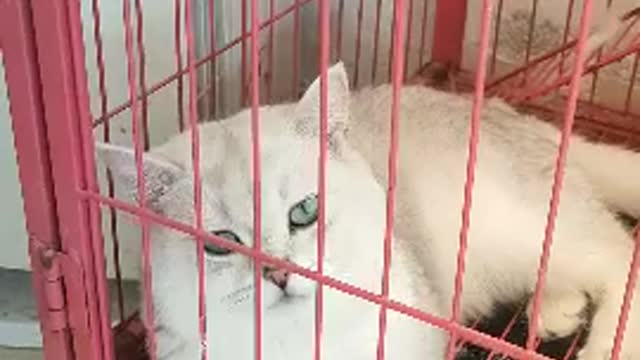 Sturdy big white cat