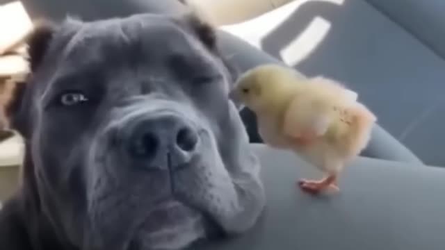 Funny Cat and Dog Videos.