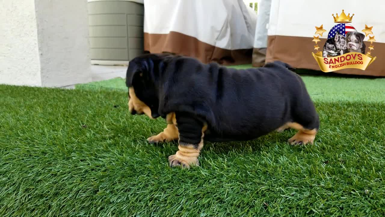 Rare english bulldog puppies cutes