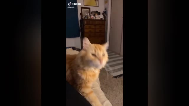 Funny cat compilation video 2022 #viral
