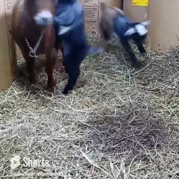 It's a mom thing 🤣