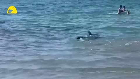 Shark Dangerously Swims Close To Beach goers