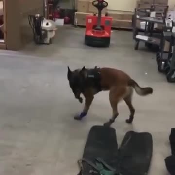 First experience of having shoes Have you seen your walking like this???