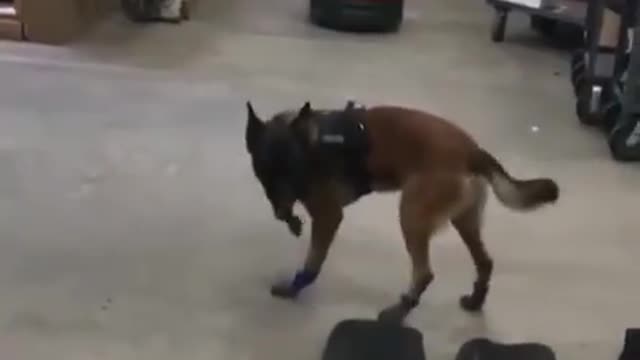 First experience of having shoes Have you seen your walking like this???