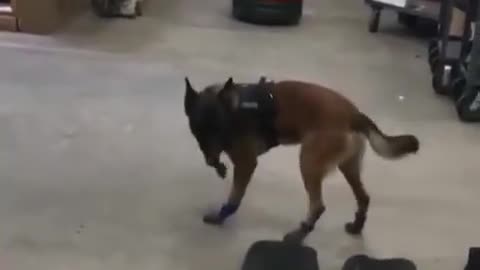 First experience of having shoes Have you seen your walking like this???