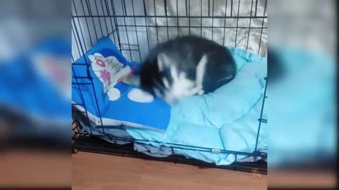 Funny baby dogs compilation #1
