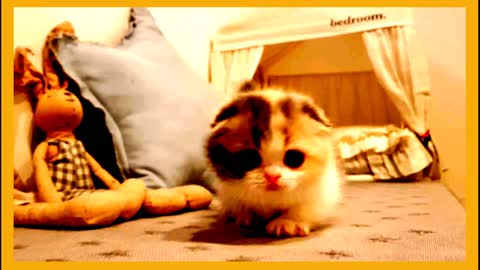 😔 cat lover 😔 ---- us
