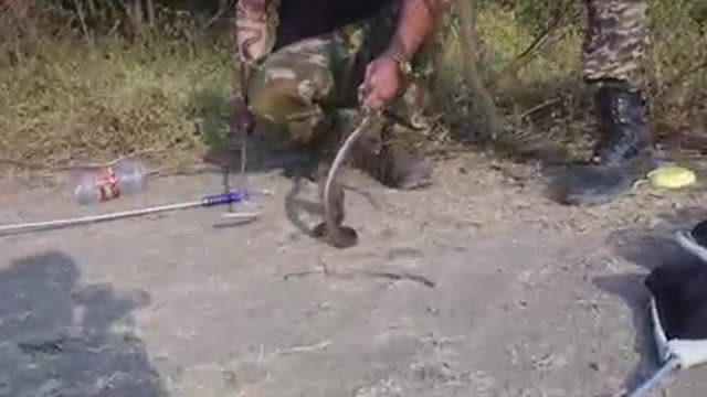 This snake bit me and then I went to the hospital.