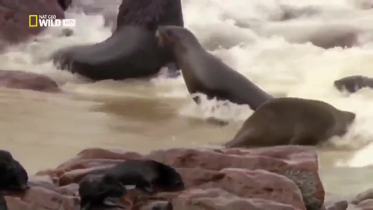 Life Of Sea Lion African