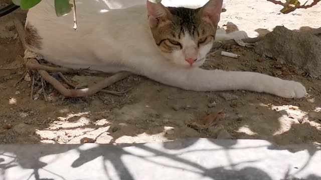 A Beautiful Cat is Sleeping Under The Tree.