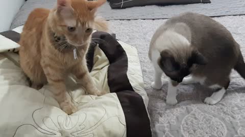 Cute kitten and his toy