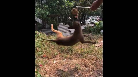 cute little pets