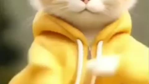 Entertainment cat dancing video❤