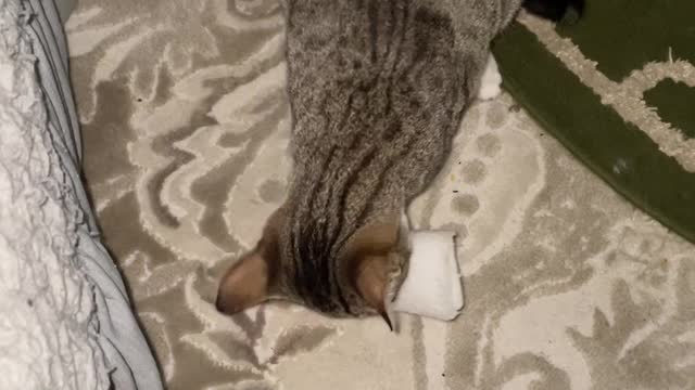 play cat