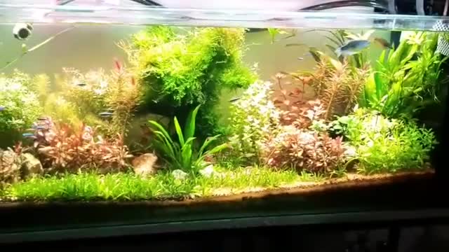 Aquarium, plants and fish. Relaxing!