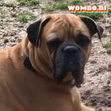 Valley Bulldog Sings a Classic