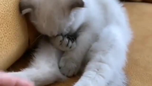 My cat has gone to Russia