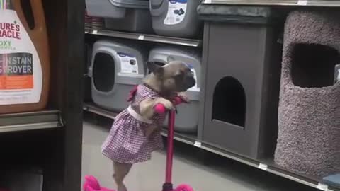 Dog Amazingly Balances And Rides A Scooter On Her Own