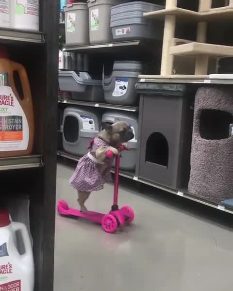 Dog Amazingly Balances And Rides A Scooter On Her Own