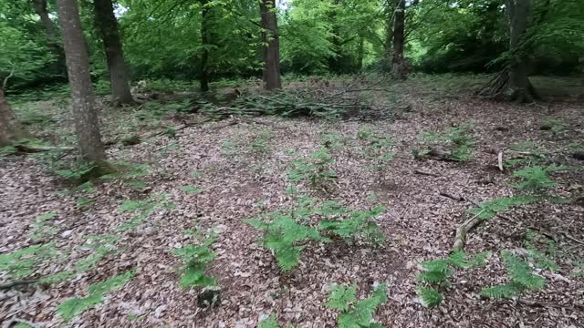 Ancient site of a hunting lodge. Virtual tour. GoPro