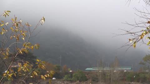 a misty mountain between branches