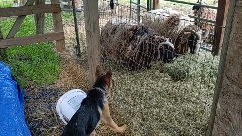 Chevy vs Sheep