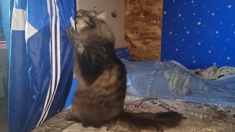 My cat likes my jacket