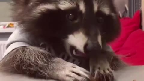 The little raccoon looks so cute when it eats