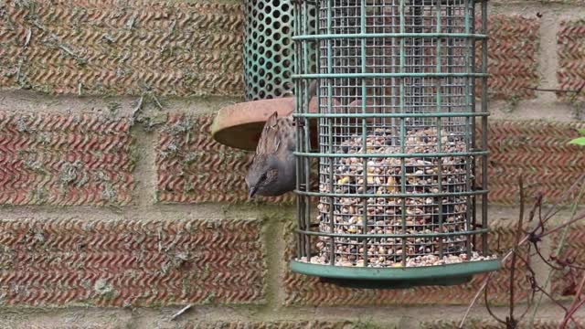 Bird Finds His way to food stoker in street