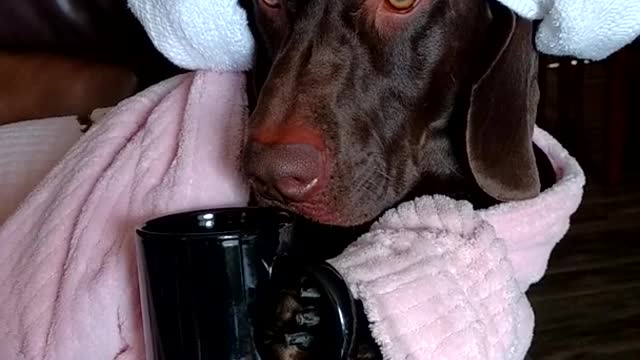 Dog sits with towel around head with mug of coffee